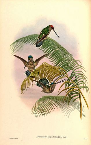 Tooth-billed hummingbird